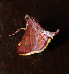 Hypsopygia pelasgalis