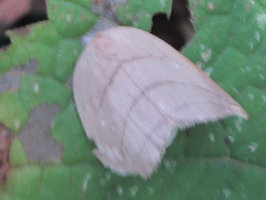 Pseudalbara parvula