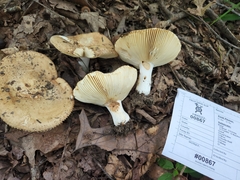 Russula subrubescens