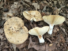 Russula subrubescens