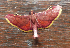Hypsopygia pelasgalis