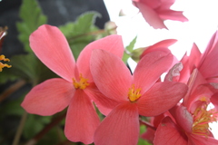 Begonia gracilis