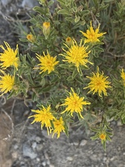 Ericameria suffruticosa