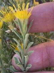 Ericameria suffruticosa