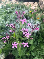 Silene aegyptiaca
