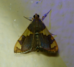 Rehimena phrynealis