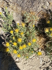 Ericameria suffruticosa