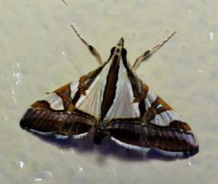 Agrioglypta deliciosa