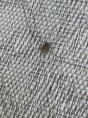 Mitopus morio