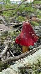 Hygrocybe cuspidata