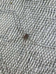 Mitopus morio