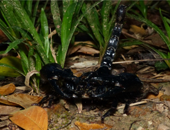 Heterometrus laevigatus