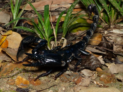Heterometrus laevigatus
