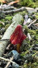 Hygrocybe cuspidata