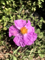 Cistus creticus