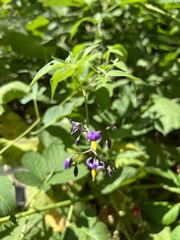 Solanum dulcamara