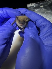 Myotis occultus