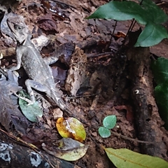 Acanthosaura crucigera