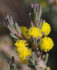 Acacia sulcata platyphylla