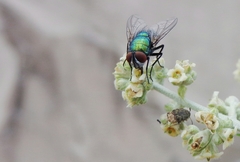 Lucilia