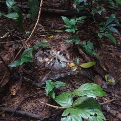 Acanthosaura crucigera