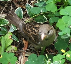 Passer domesticus