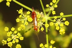 Apterygida albipennis