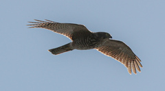 Accipiter fasciatus