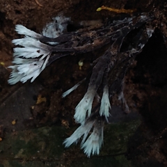 Thelephora anthocephala