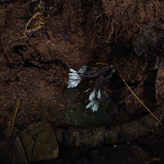 Thelephora anthocephala