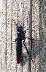 Urocerus cressoni