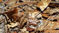 Spharagemon crepitans