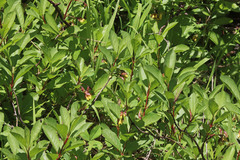 Lonicera involucrata involucrata