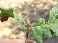 Andricus galeatus
