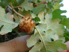 Andricus theophrasteus