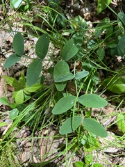 Lathyrus venosus