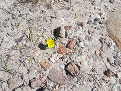 Moraea galaxia