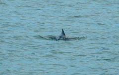 Phocoena phocoena