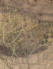 Eriogonum brachyanthum