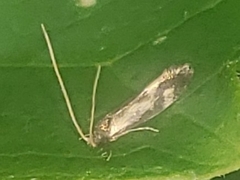 Isocorypha mediostriatella