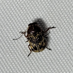 Pachybrachis turbidus