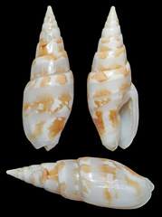 Graphicomassa ligula