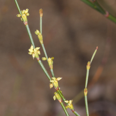 Eriogonum brachyanthum