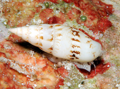 Graphicomassa ligula