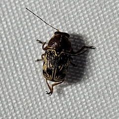 Pachybrachis turbidus