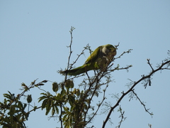 Myiopsitta monachus