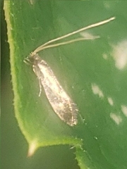 Isocorypha mediostriatella