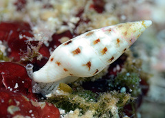 Graphicomassa ligula