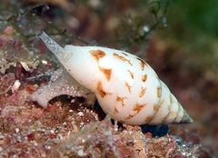 Graphicomassa ligula