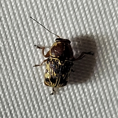 Pachybrachis turbidus